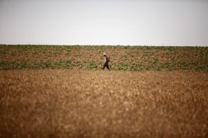 Palestinian farmers work at their fields during the Workers' Day, in Khan Younis in the southern Gaza Strip May 1, 2016. Photo by Ashraf Amra